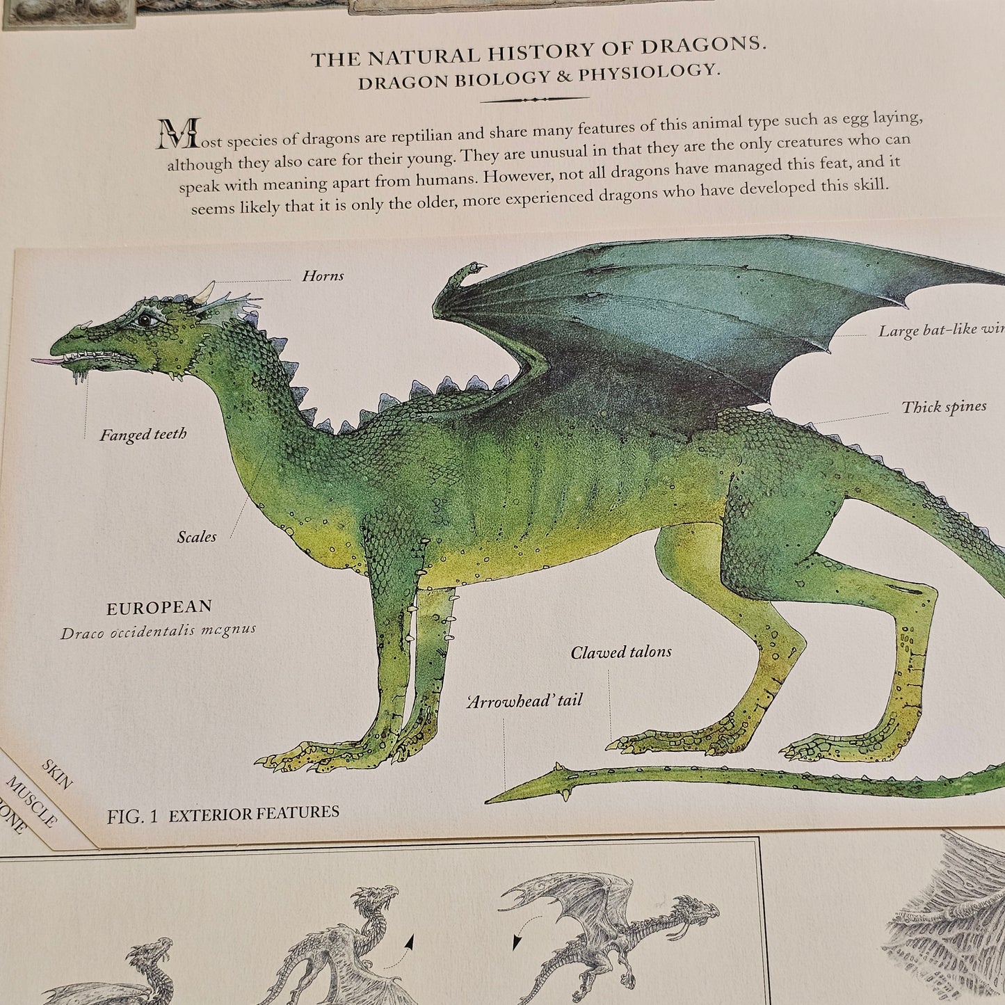 Dragonology: The Complete Book of Dragons (2003)