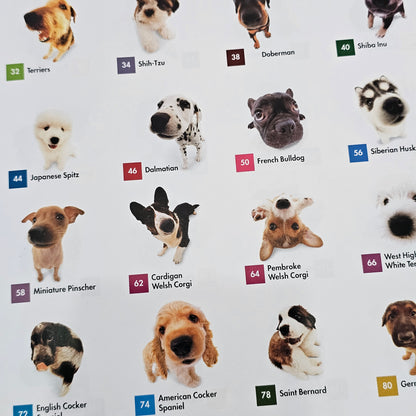 The Dog: Artlist Collection (2006)